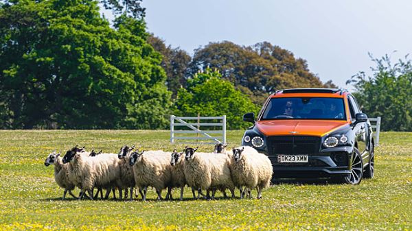 Модель Bentley Bentayga превратили в пастушью собаку